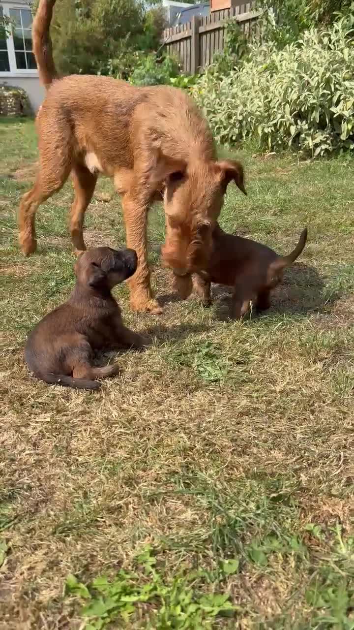 Irish Terrier dogs for sale: Irish terrier puppies  - Video 3