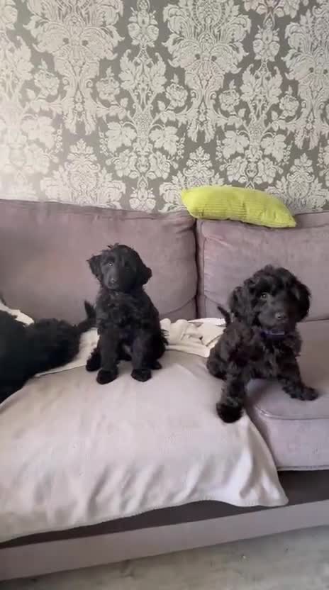 Cockapoo dogs for sale: Stunning F1B Cockapoos - DNA Clear- READY TO LEAVE - Video 1