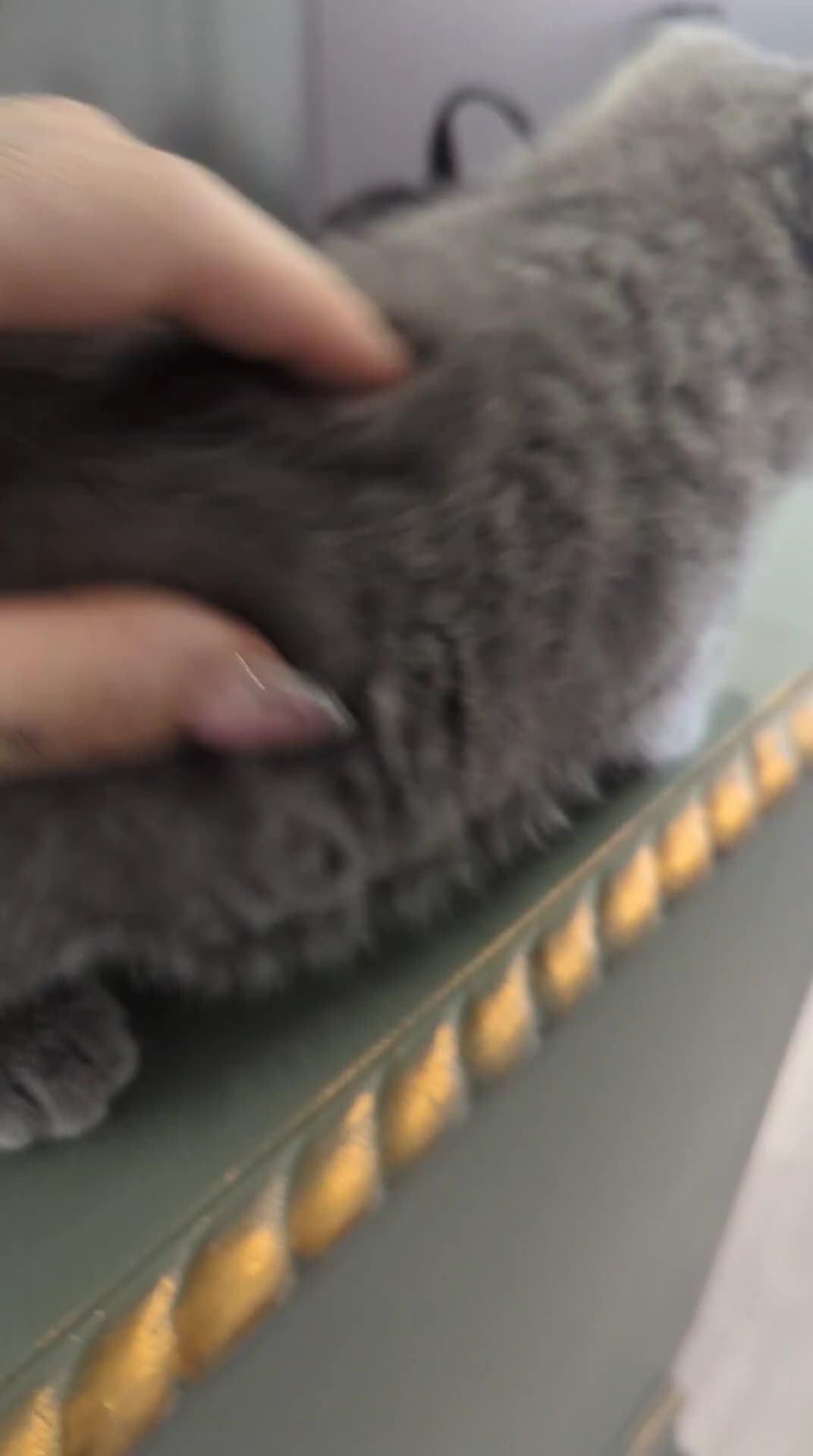 British Shorthair cats for sale: 1 boy & 1 girl - Parents Pedigree DAD x5 champion  in Braintree - Video 2