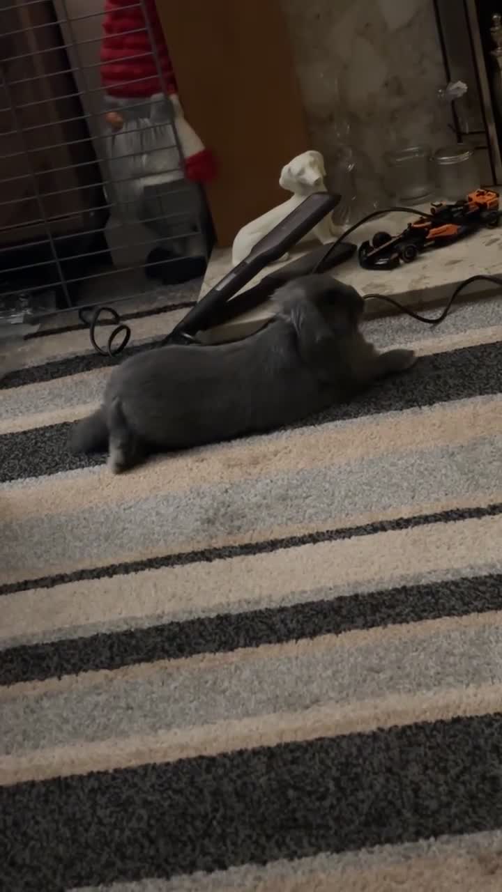 Mini Lop rabbits for sale: Mini lop male rabbit for sale  - Video 4