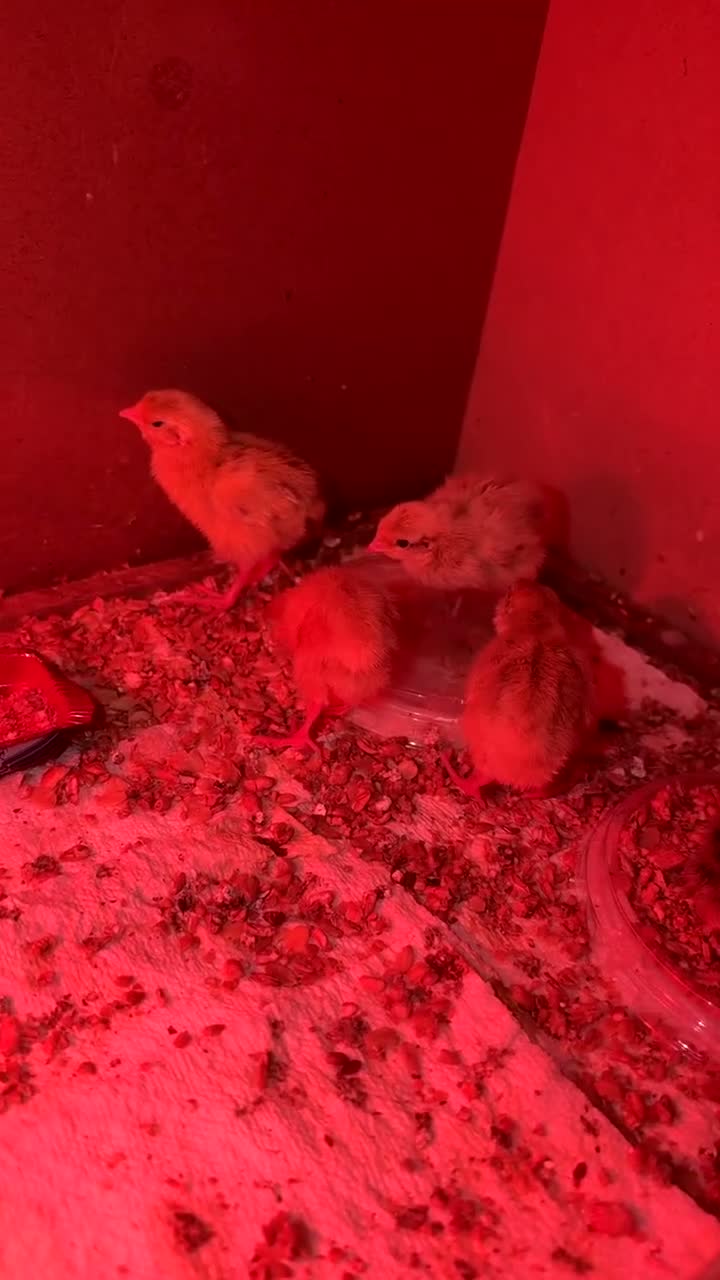Quail poultry for sale: Day old quail available  - Video 1