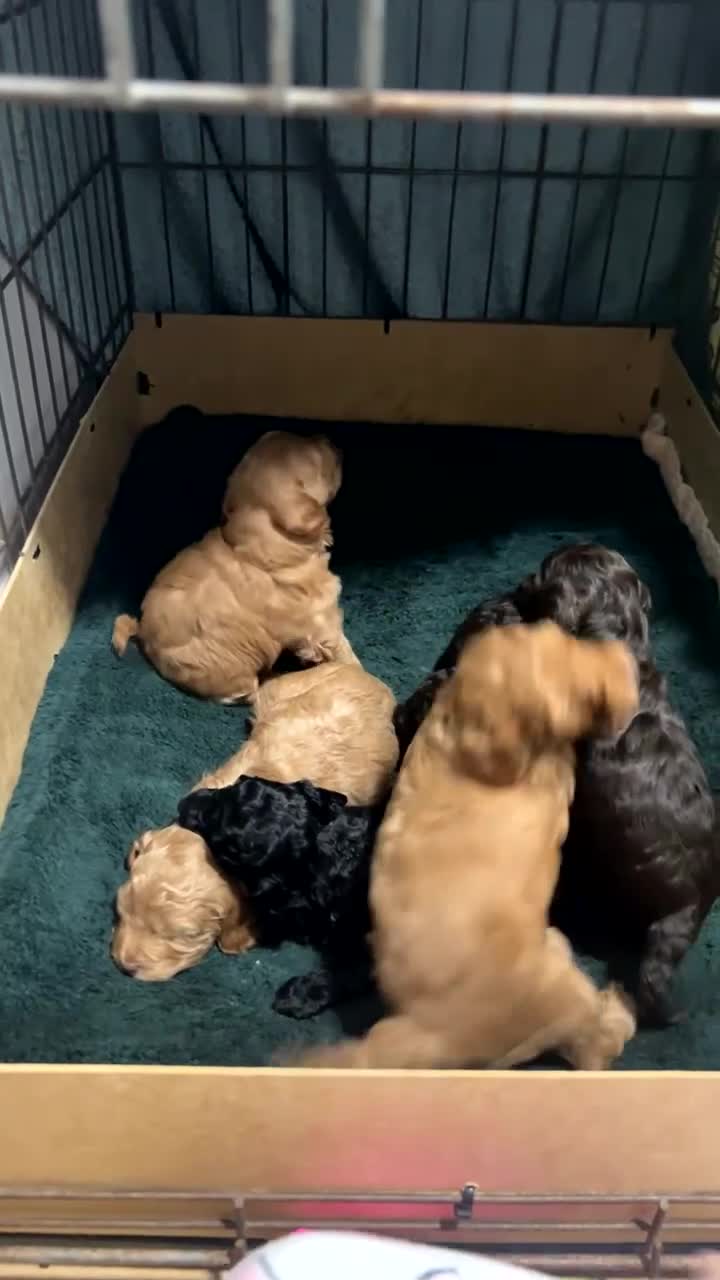 Cockapoo dogs for sale: Gorgeous toy cockapoo puppies  - Video 1