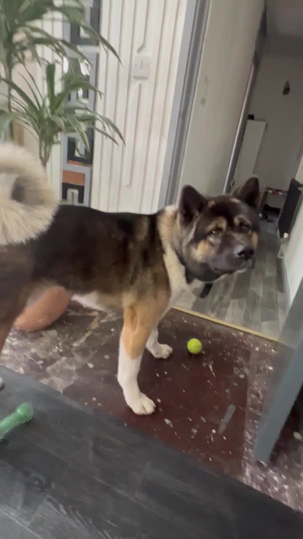 Akita dogs for stud: Chico’s finding LOVE… in Birmingham - Video 2