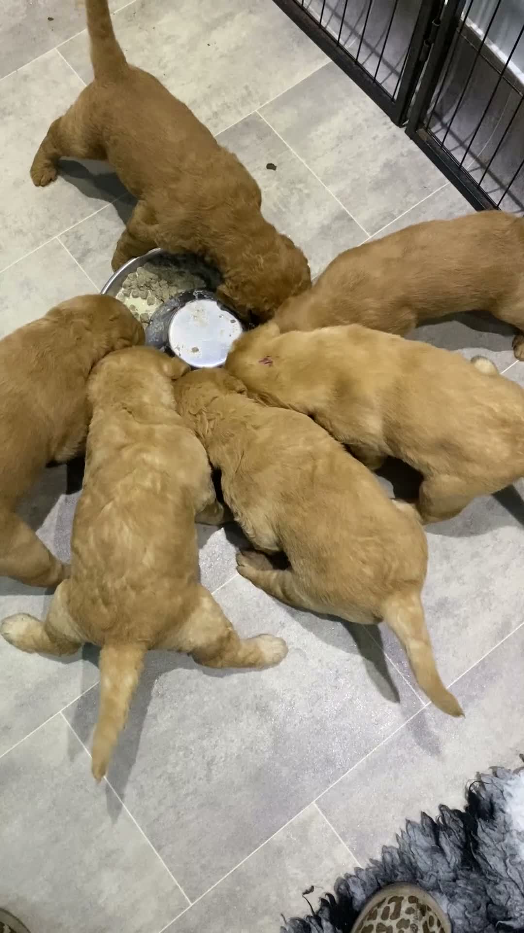 Labradoodle dogs for sale: Miniature Red Labradoodles - Video 2