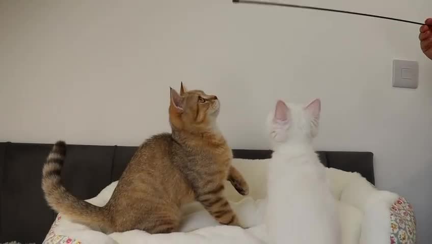 Scottish Fold cats for sale: Ready TICA reg stunning kittens available  - Video 4