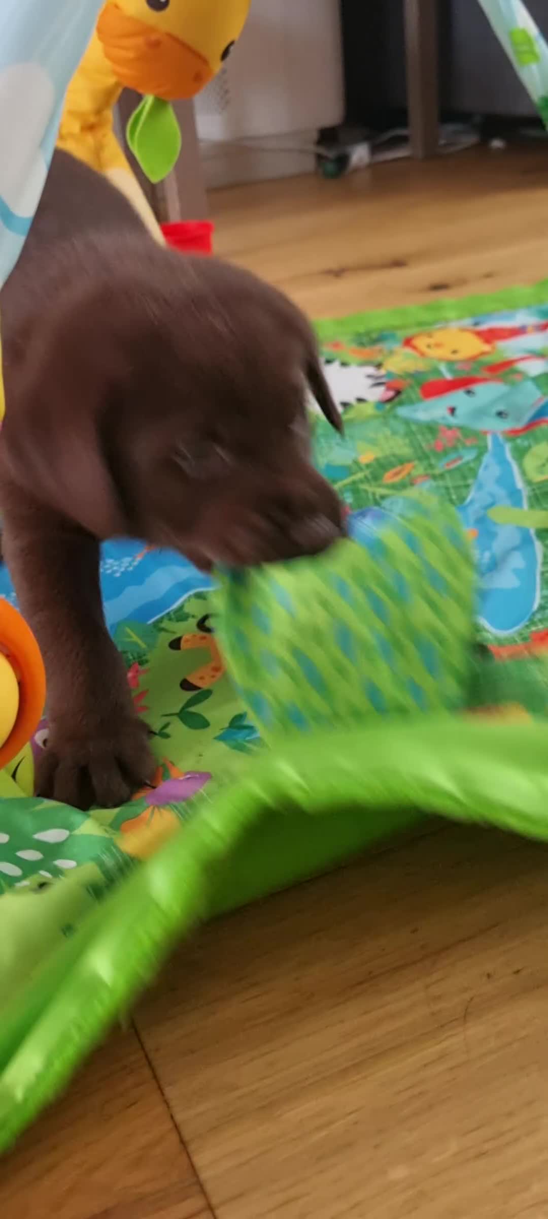 Labrador Retriever dogs for sale: Bundle of Chocolate Joy- Labrador Retrive Puppies - Video 3