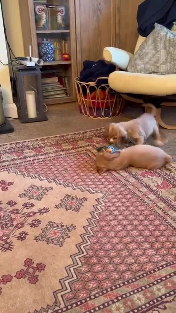 Cocker Spaniel dogs for sale: Show cocker female- partially sighted - Video 1