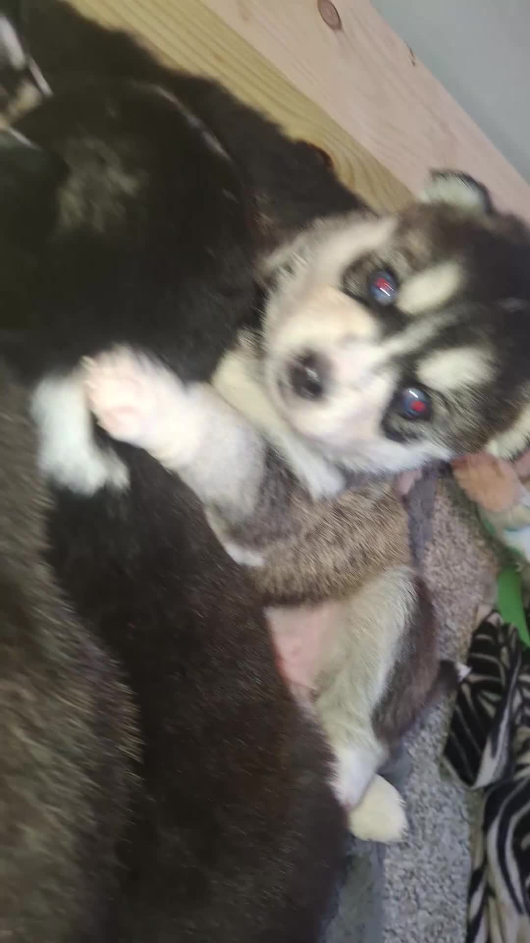 Pomsky dogs for sale: 7 beautiful pomskies - Video 2