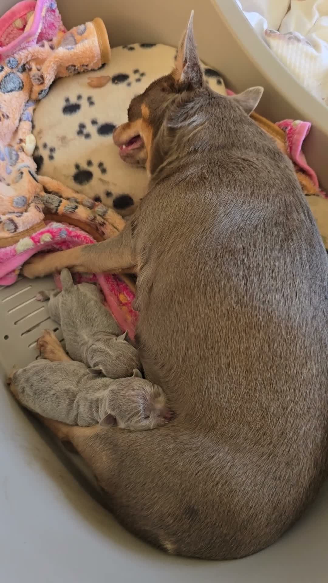 Chihuahua dogs for sale: Lilac Chihuahua Puppies  in Saint Helens - Video 3