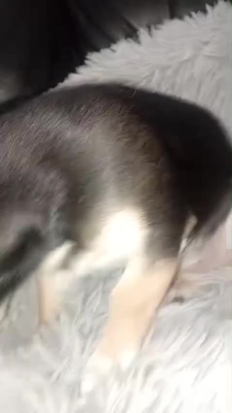 Chihuahua dogs for sale: Chihuahua fluff balls  - Video 1