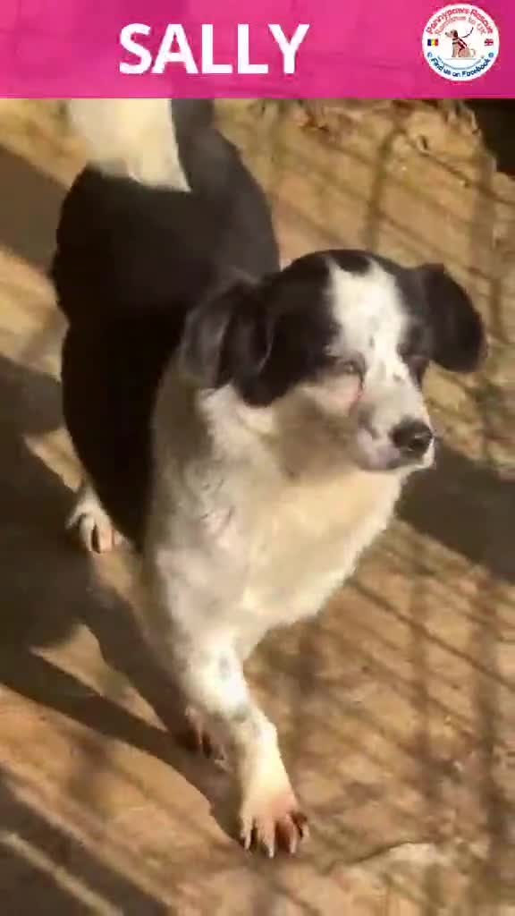 Mixed Breed dogs for adoption: 🐾🐾 SALLY🐾 SMALL AND SWEET GIRL READY FOR FAMILY - Video 3