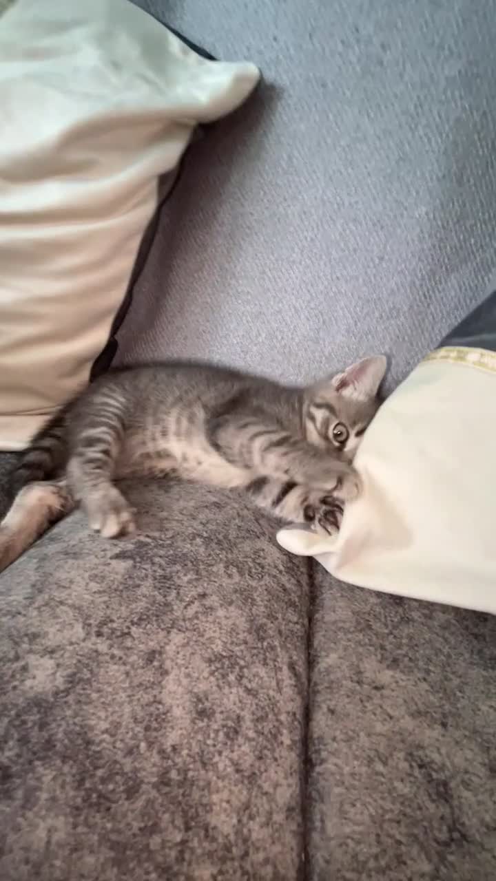 Mixed Breed cats for sale: Blue cross bengal  - Video 2
