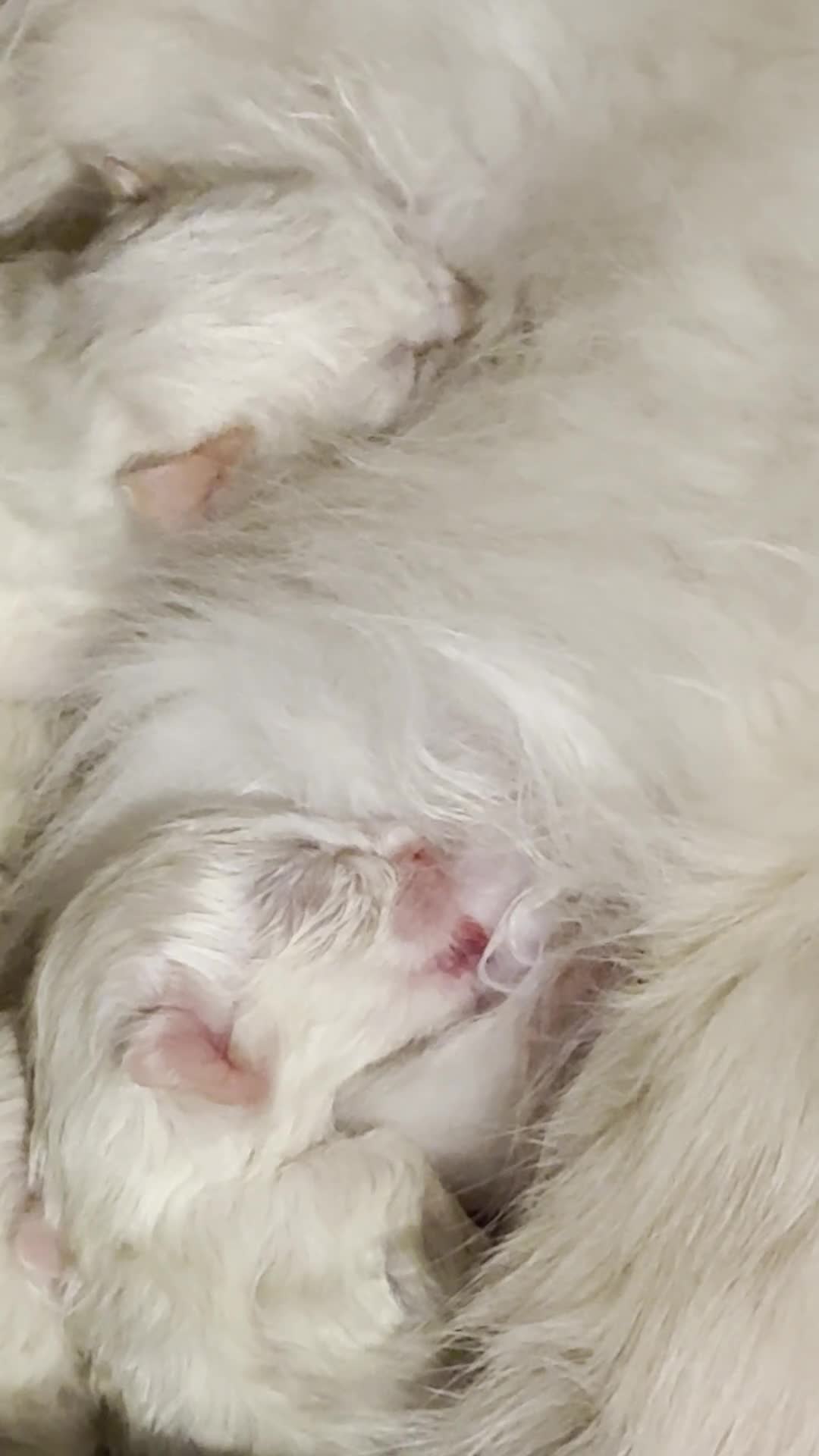 Ragdoll cats for sale: GCCF registered Pedigree Ragdoll kittens - Video 1