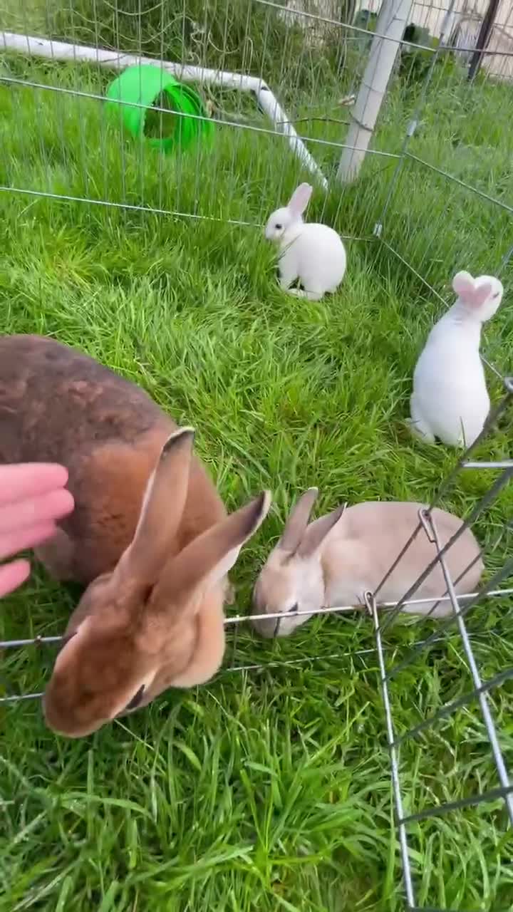 Rex rabbits for sale: 🐰 5 week old Pure bred mini Rex 🐰  - Video 1