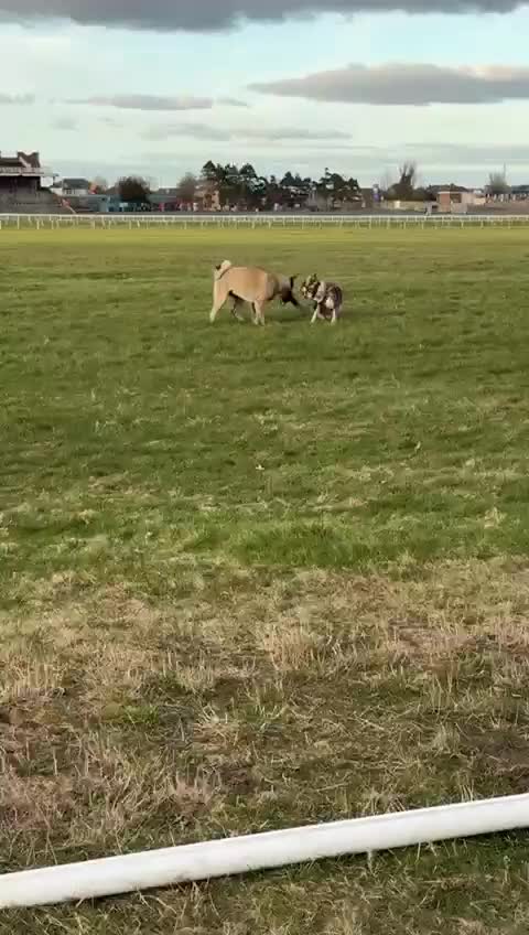 Akita dogs for stud: American akita proven stud  - Video 4