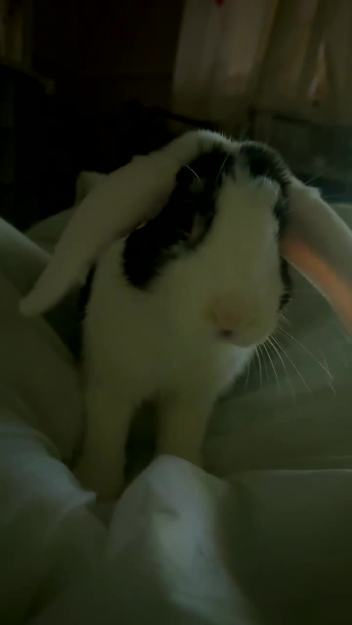 Dutch rabbits for sale: Rabbit in Dudley - Video 1