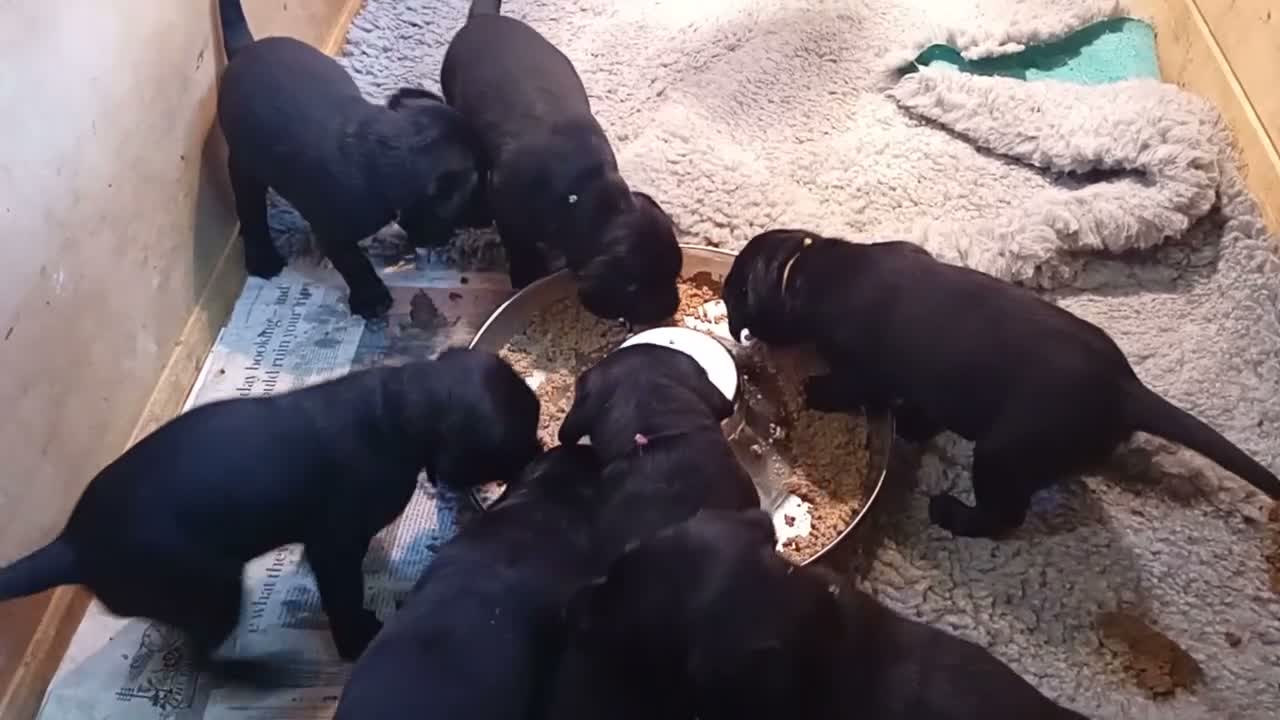Labrador Retriever dogs for sale: 3 males in Aberlour - Video 1