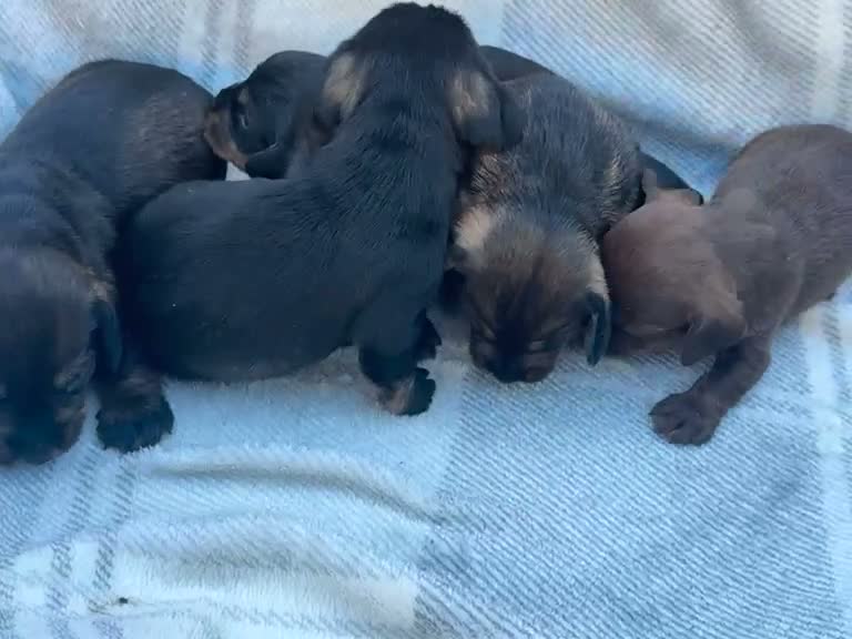 Dachshund dogs for sale: Full wire haired teckle pups - Video 1