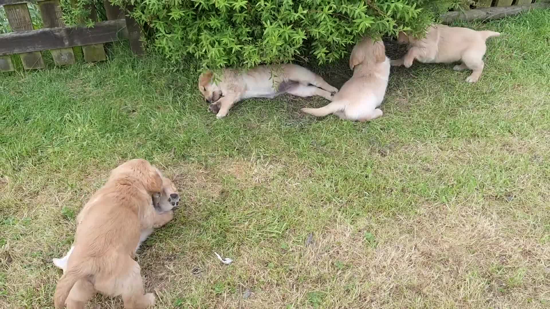 Golden Retriever dogs for sale: Beautiful litter of Golden Retriever puppies 🐶  - Video 3