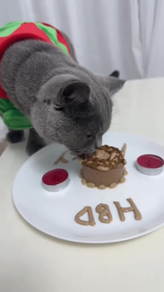 British Shorthair cats for sale: British short hair  - Video 4
