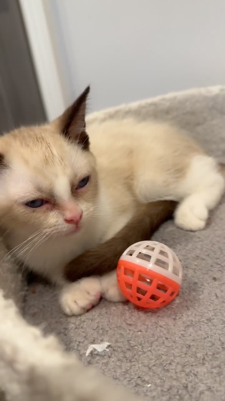 Ragdoll cats for sale: 2 Males Ragdoll Kittens Ready Today offers welcome in Purley - Video 3