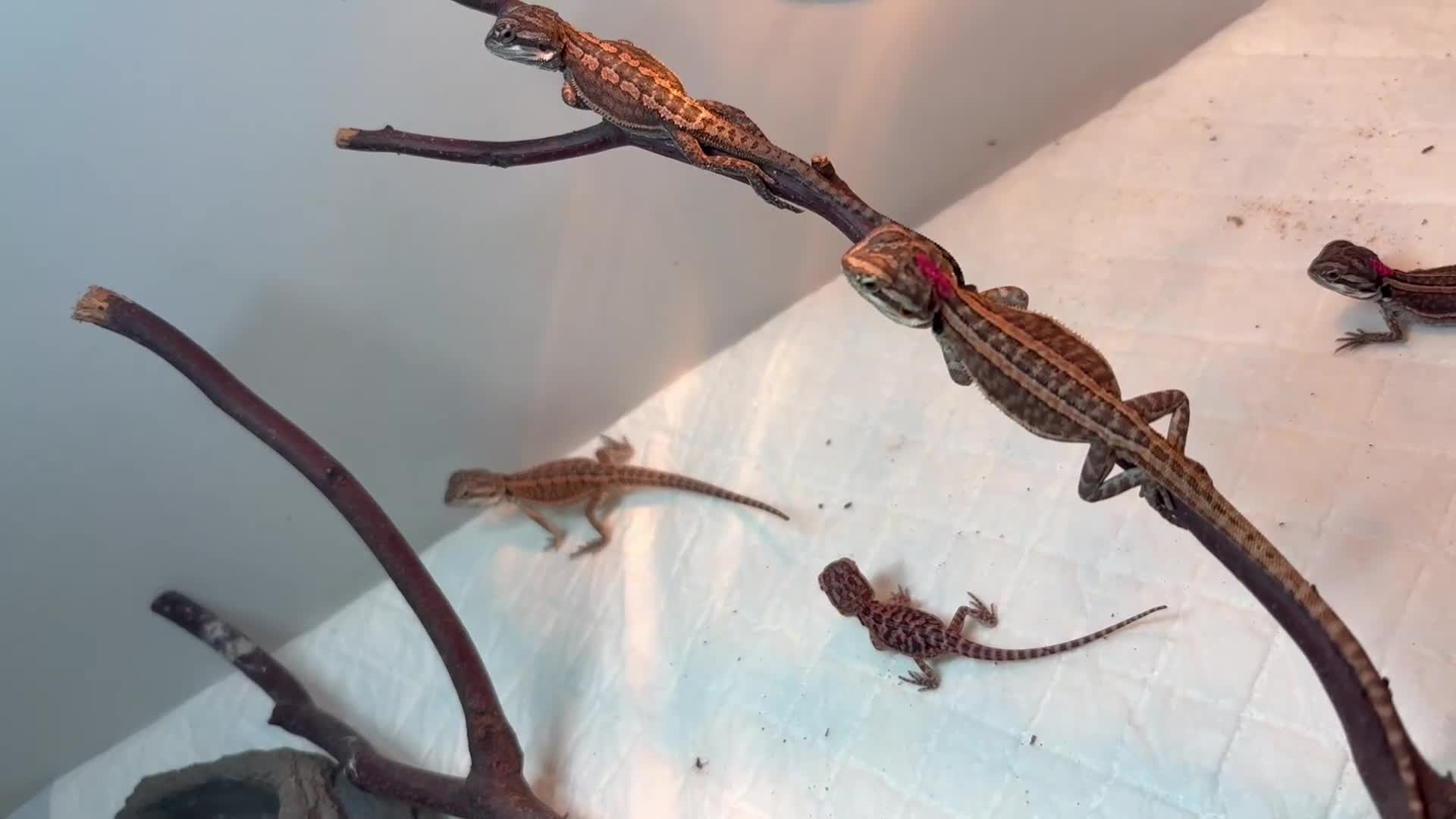 Bearded Dragon reptiles for sale: 🦎 Beautiful bearded dragons 🐉  - Video 1