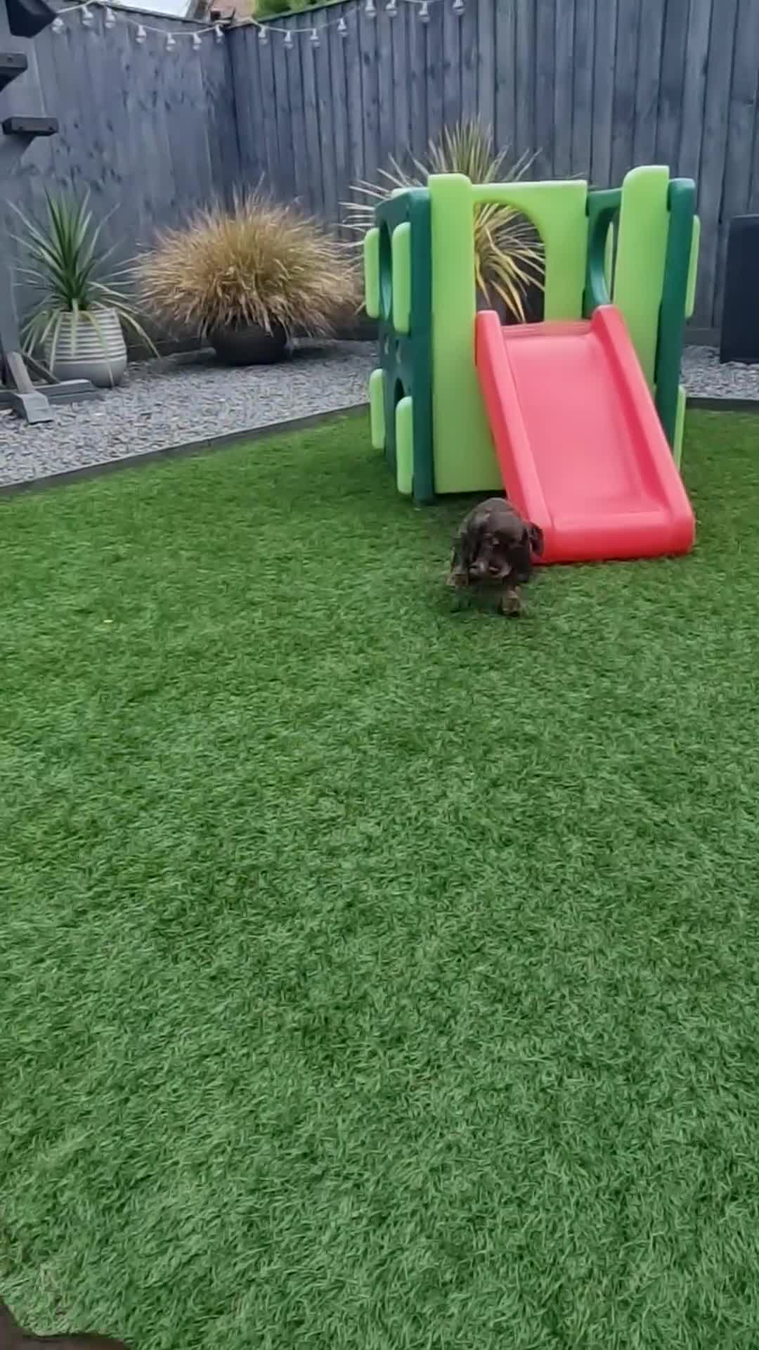 Cocker Spaniel dogs for sale: KC Registered Show cockers  - Video 2