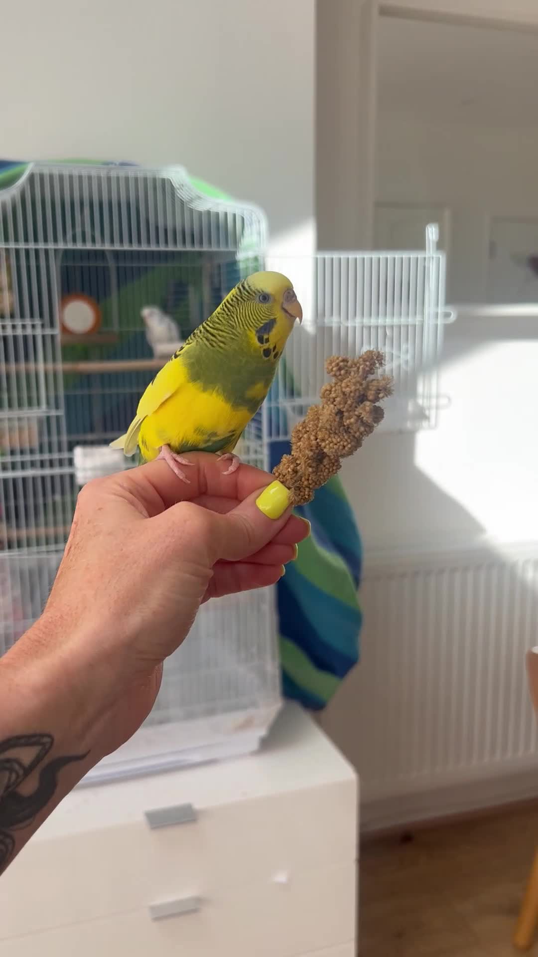 Budgerigars birds for sale: Friendly boy pair budgies with full setup! - Video 1