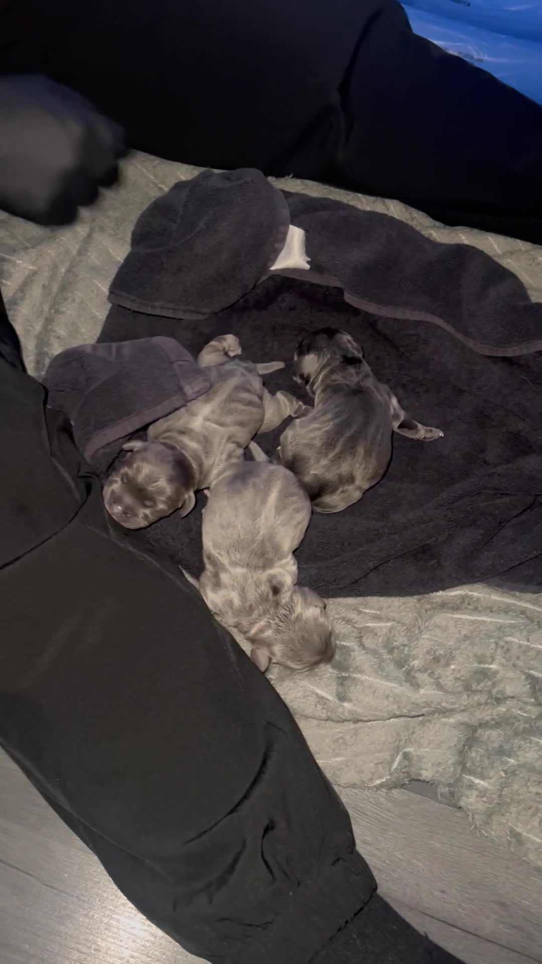 Staffordshire Bull Terrier dogs for sale: kC REGISTERED 5 STAR BLUE PUPPYS FOR SALE  - Video 1