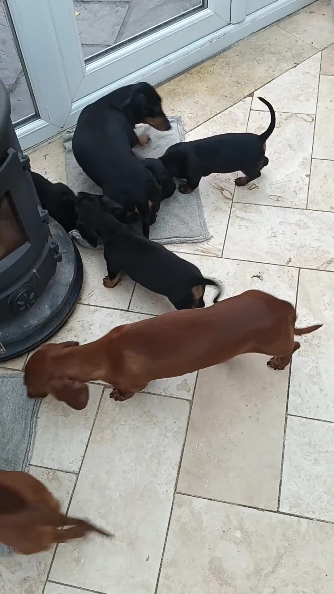 Miniature Dachshund dogs for sale: Black and Tan Miniature Dachshund Puppies 3 Boys - Video 1