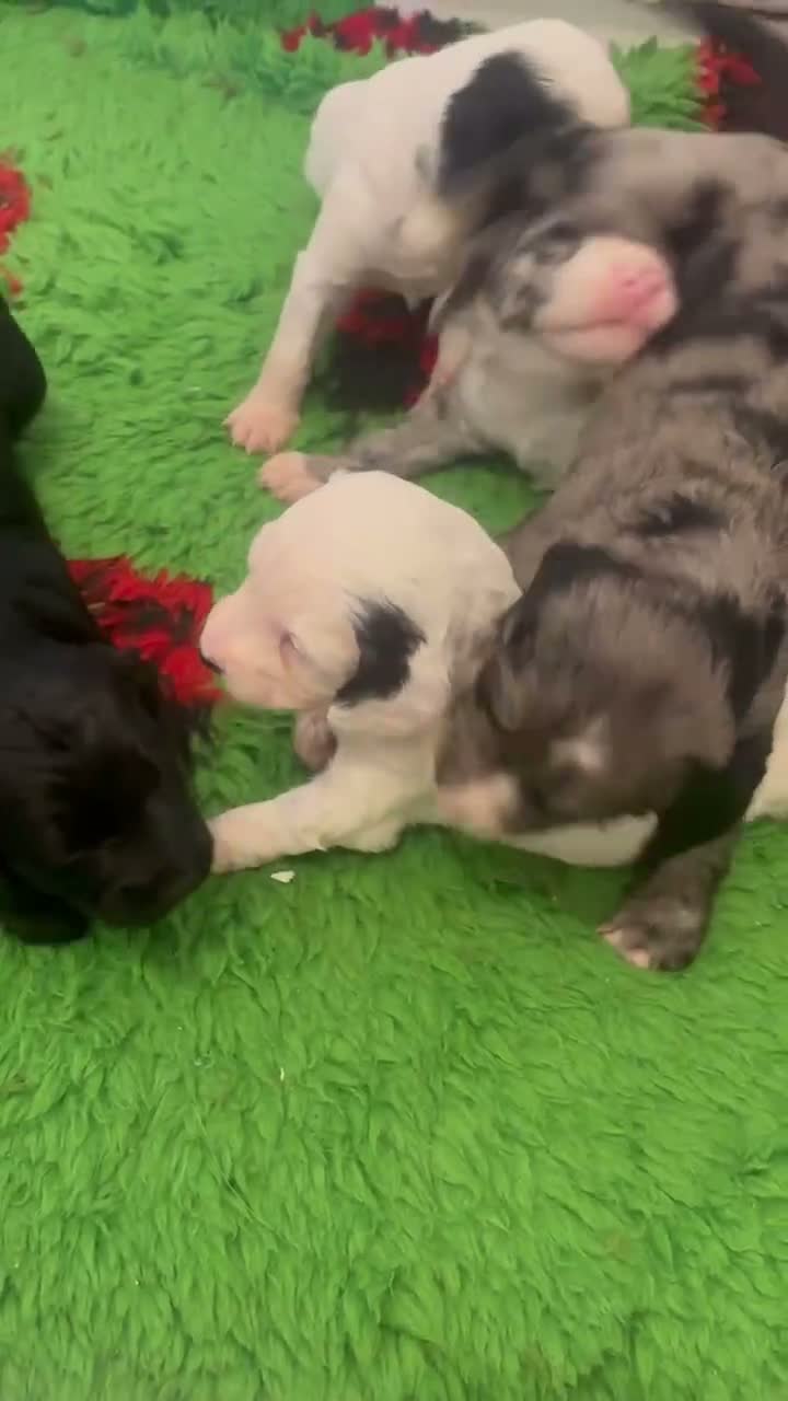 Mixed Breed dogs for sale: Sproodle - Video 2
