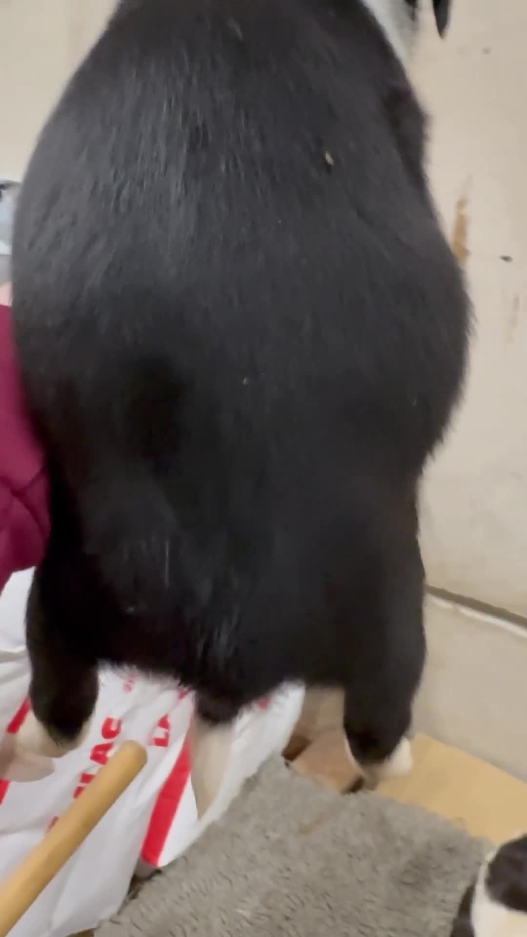 Sprollie dogs for sale: Beautiful Sprollie puppies - Video 1