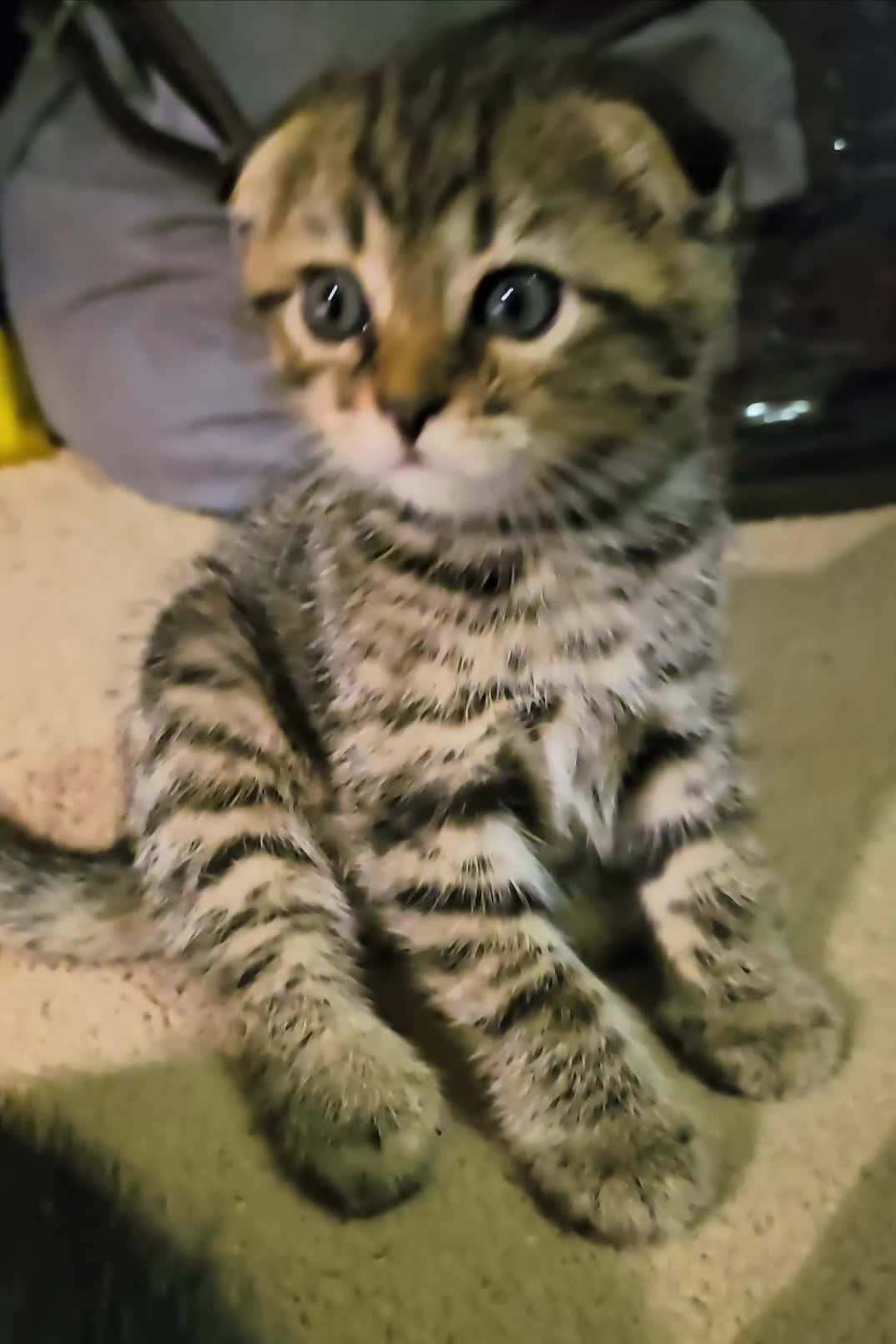 Scottish Fold cats for sale: Beautiful Scottish fold/straight ears kittens 😸  - Video 3