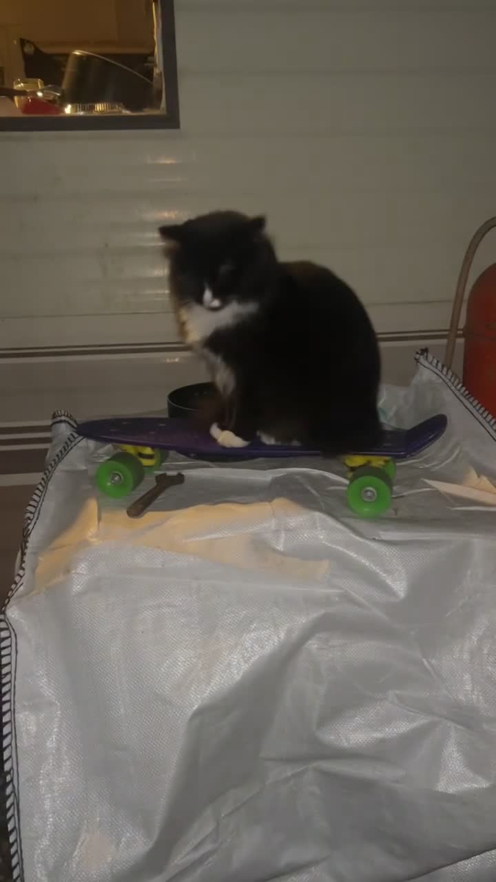 Mixed Breed cats for sale: FREE maincoone X domestic shorthair FREE - Video 3