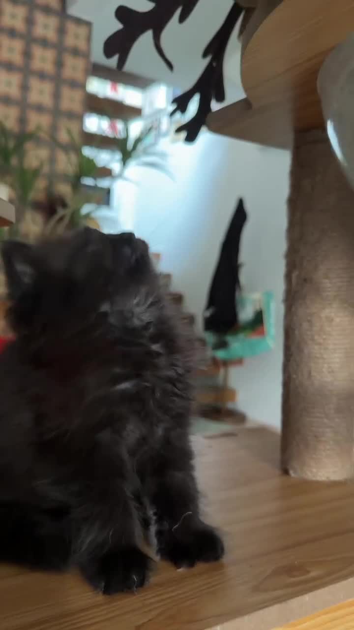 British Shorthair cats for sale: BRITISH SHORTHAIR DOLLS READY NOW! in Uxbridge - Video 4