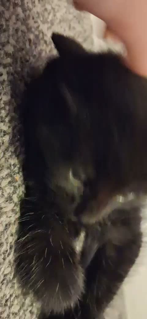 American Shorthair cats for sale: 9 week old male kitten ready now  - Video 1