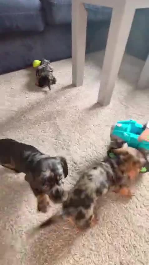 Dachshund dogs for sale: KC Wirehaired standard Dachshund puppies - Video 3