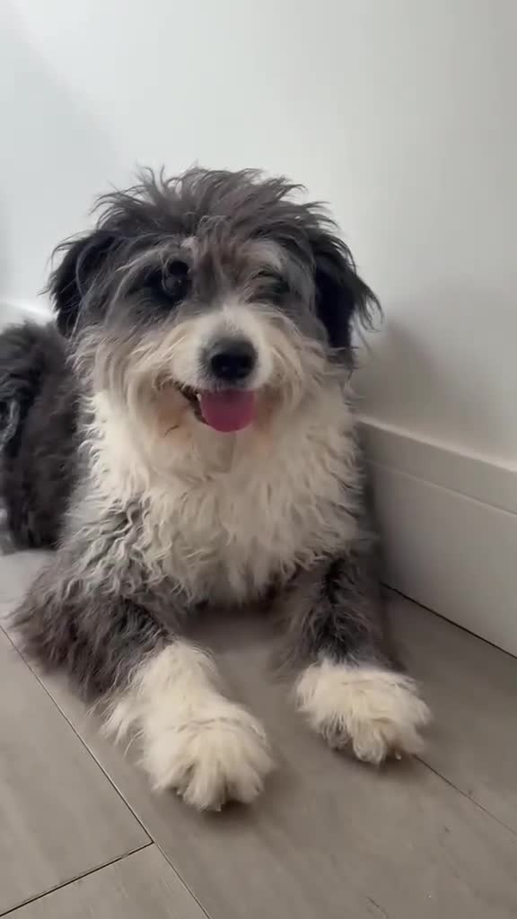 Mixed Breed dogs for adoption: POPPY-7 yrs, 20kg, v well behaved, loves dogs&kids - Video 1