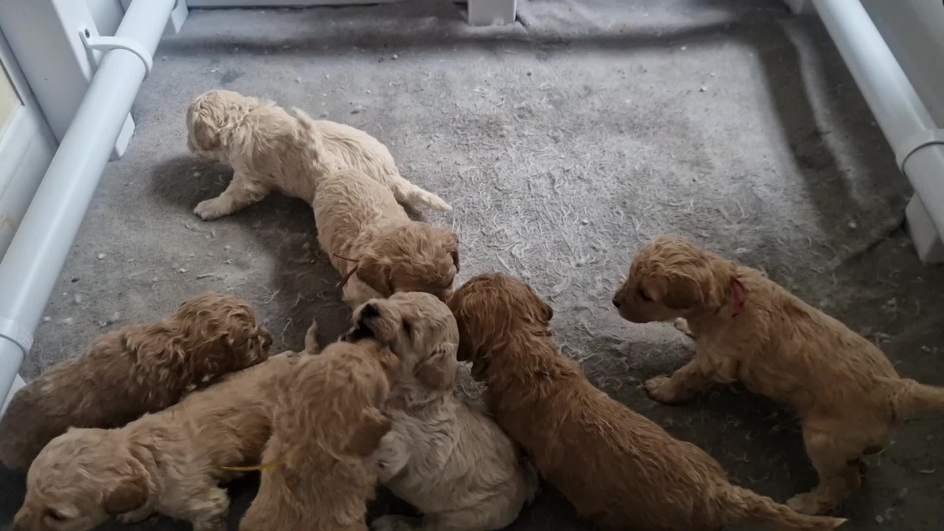 Cavapoo dogs for sale: Beautiful Cavapoo pups - Video 2
