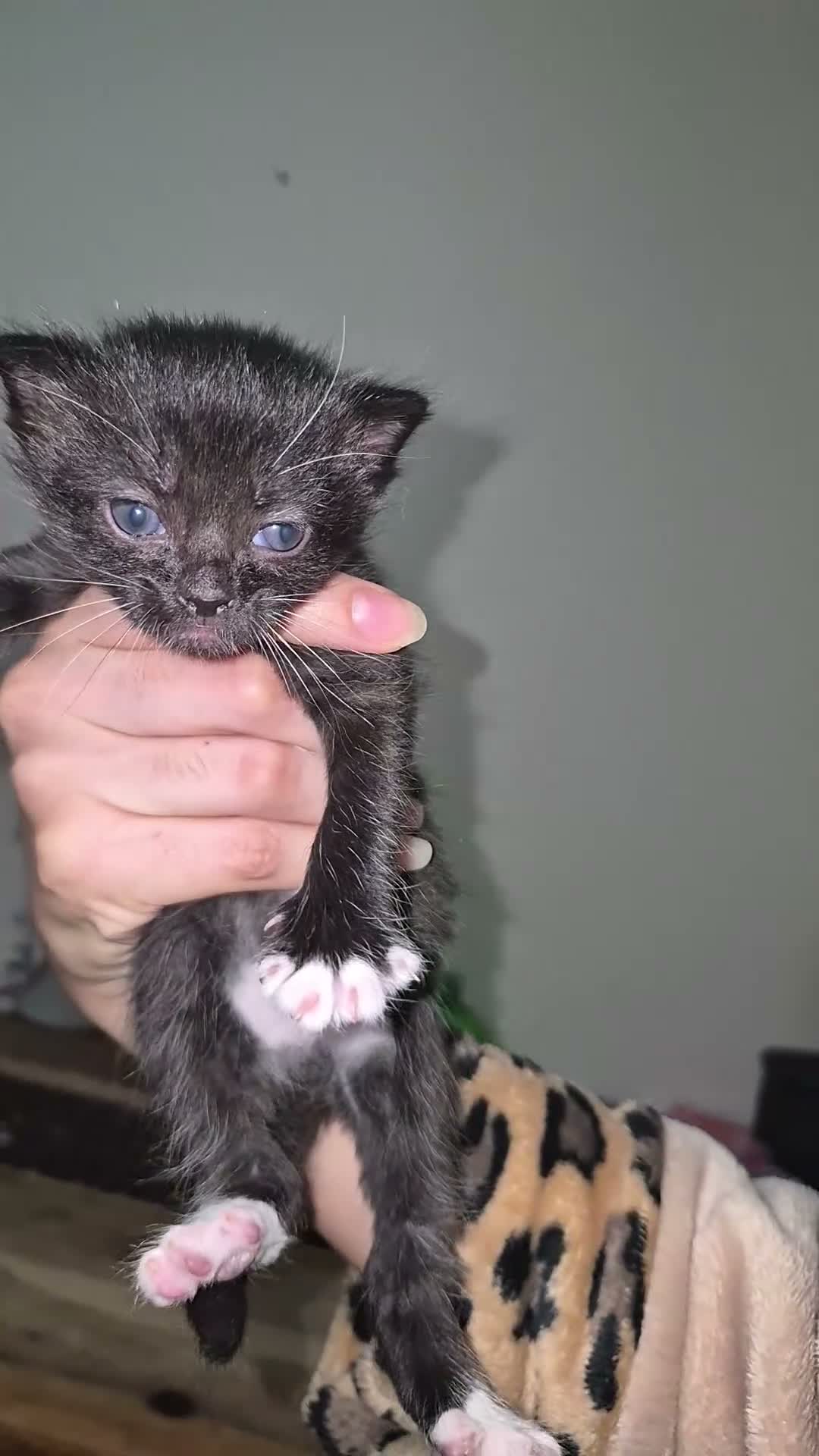 Mixed Breed cats for sale: Mix maincoon kittens black and tuxedo  - Video 2