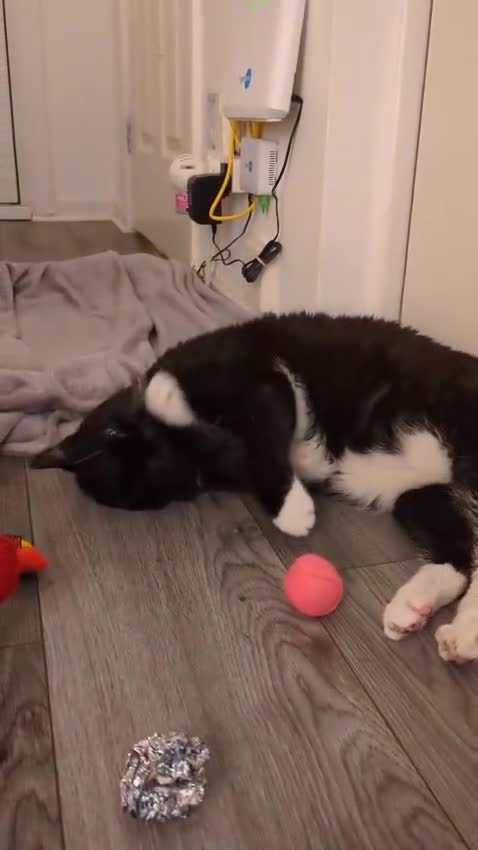 Mixed Breed cats for adoption: Gentle Couch Potato with a Little Playful Spark - Video 1