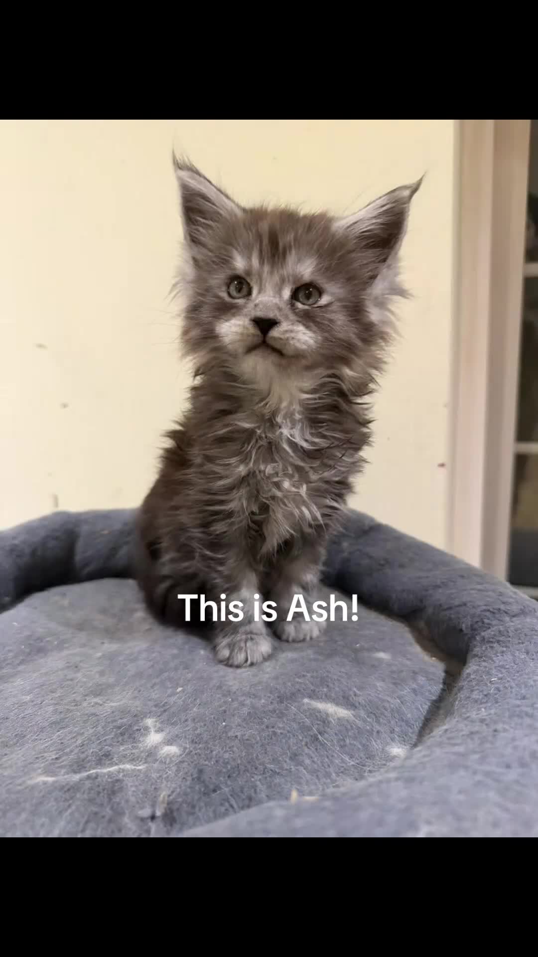 Maine Coon cats for sale: 1 left Purebred Maine Coon Kittens - TICA 🐾 - Video 5