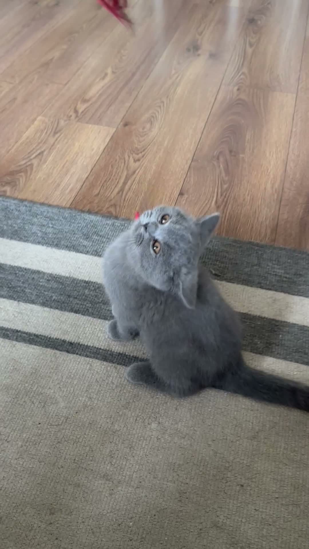 British Shorthair cats for sale: British shorthair - ready now  - Video 1