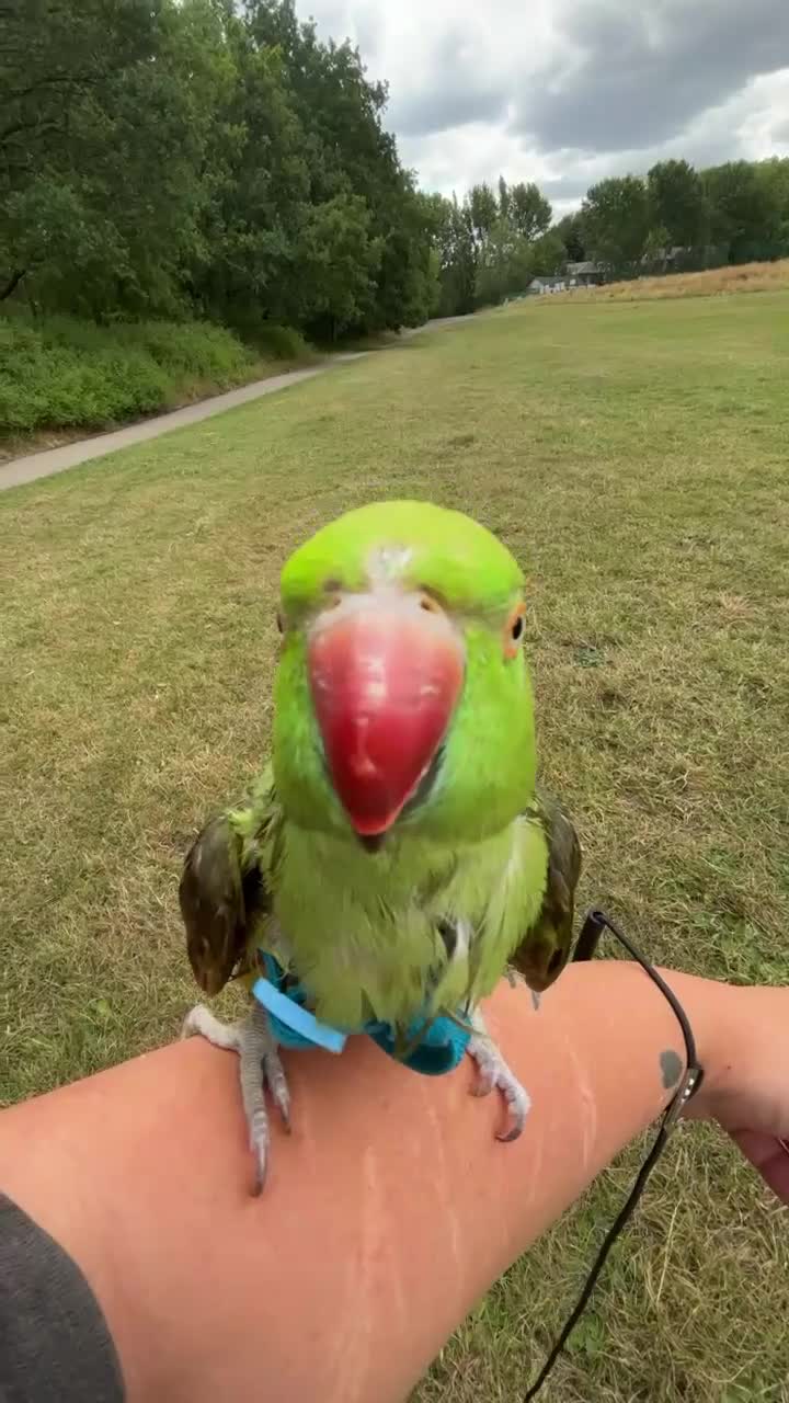 Ringnecks birds for sale: Indian ring neck  - Video 2