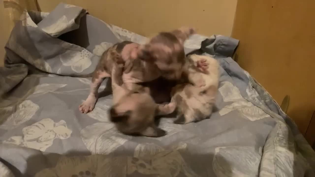 Sphynx cats for sale: Sphynx kittens 😍🥰🥰 - Video 4