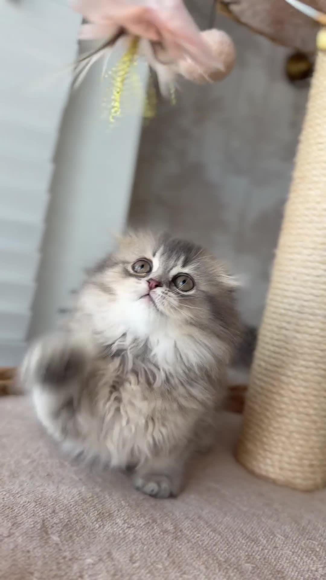 Munchkin cats for sale: 🍇🫐Munchkin Kittens - Video 1