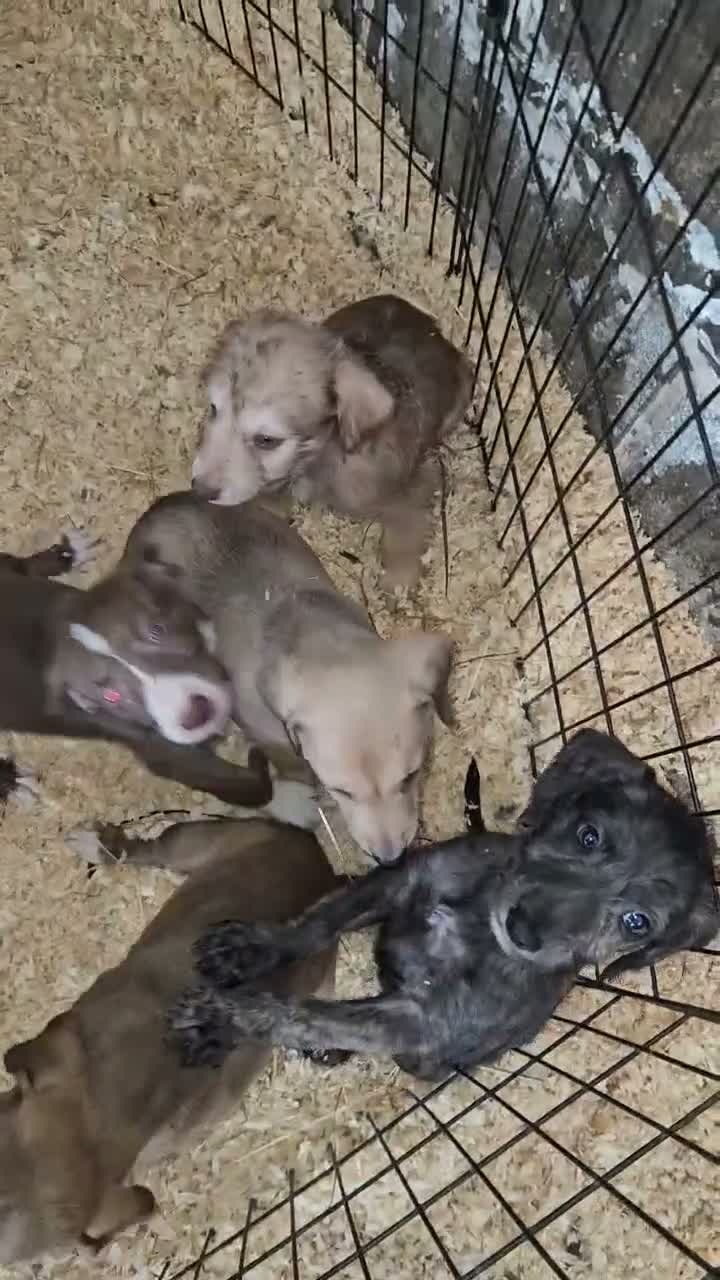 Mixed Breed dogs for sale: Bedlington whippet greyhound  - Video 2