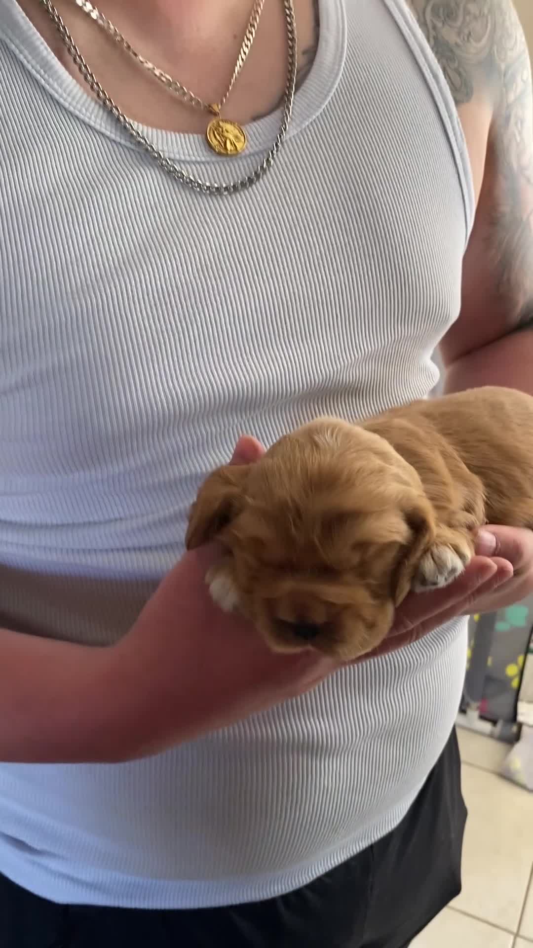 Cocker Spaniel dogs for sale: Show Cocker Puppies - Video 1