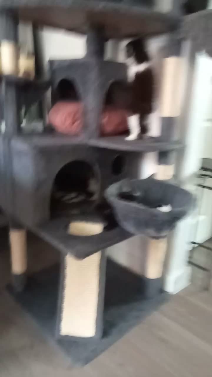 Mixed Breed cats for sale: Beautiful kittens ready now - Video 1