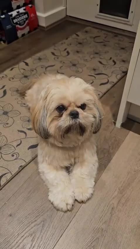 Shih Tzu dogs for sale: 💞 QUALITY ADULT SHIH TZU 💞 - Video 1